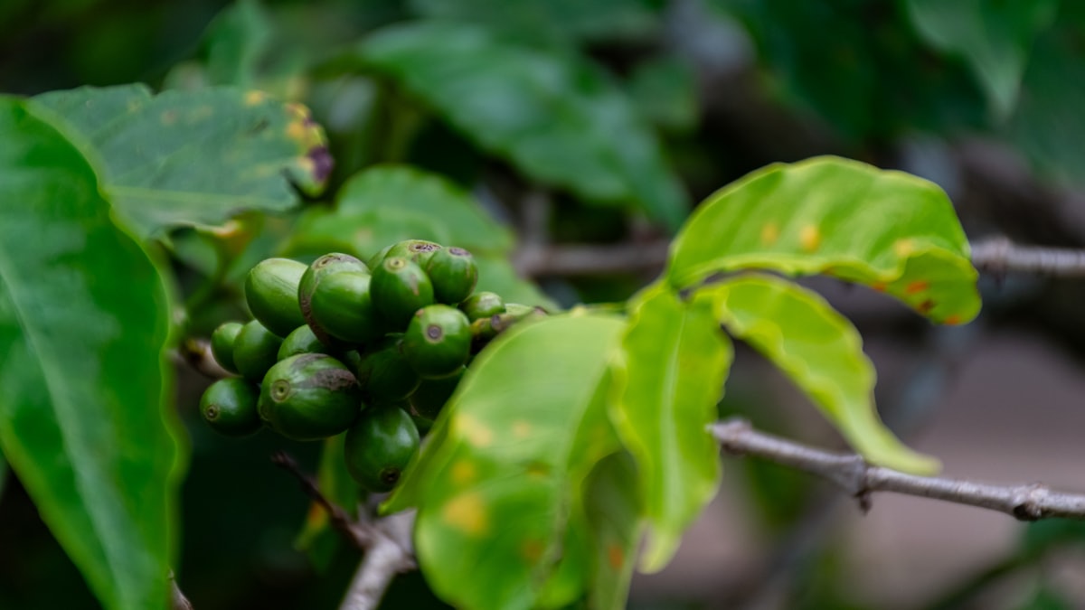 Green coffee beans growing on a branch