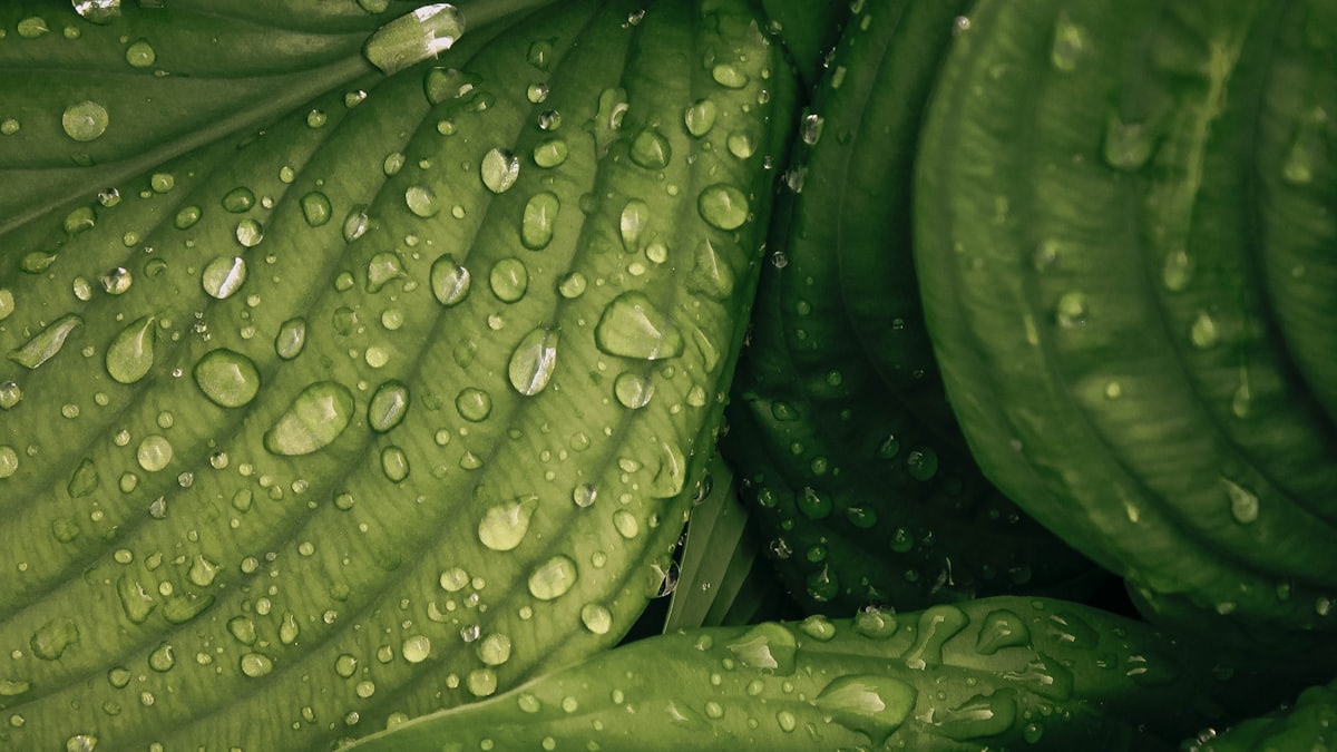 Close-up of green leaves